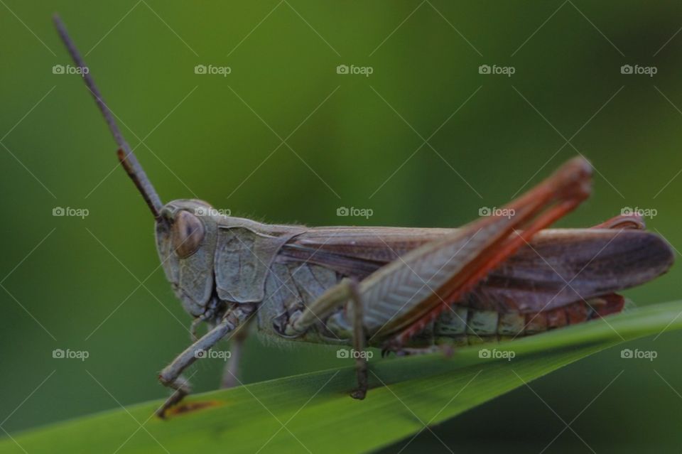 Close-up of a grasshopper on leaf