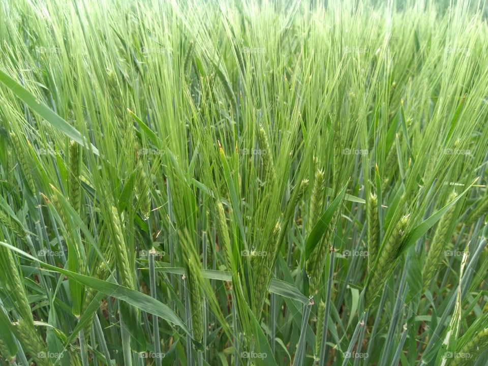 green agriculture field summer texture background