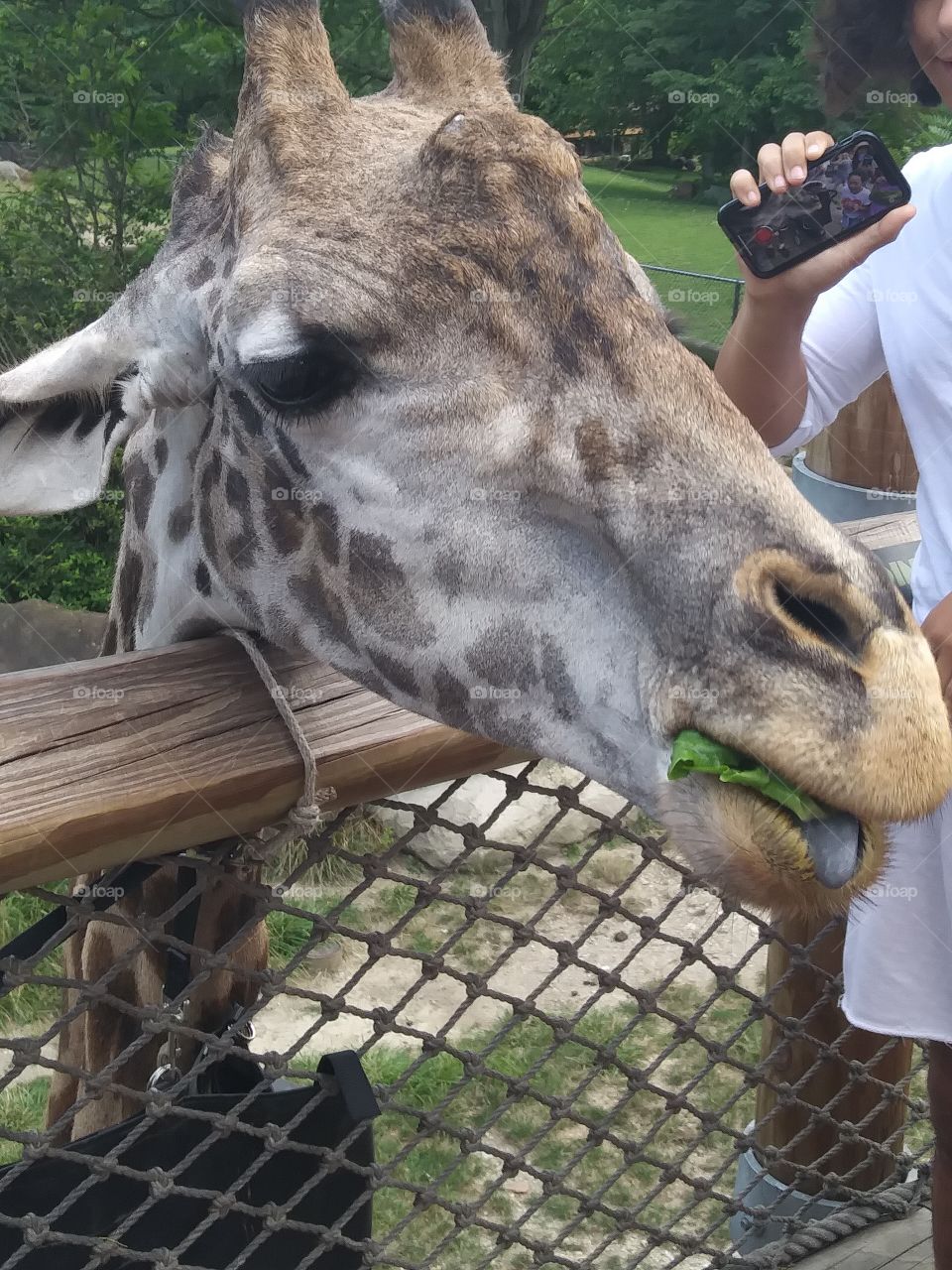 giraffe eating