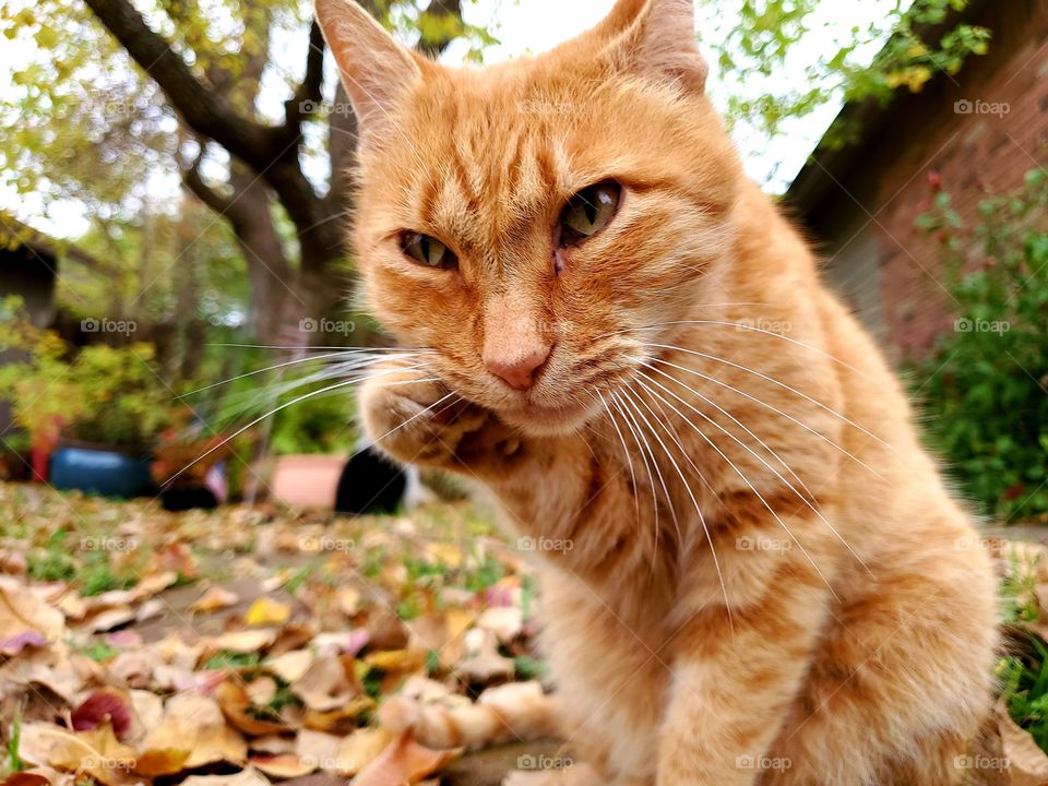 Orange tabby cat that appears to be plotting something