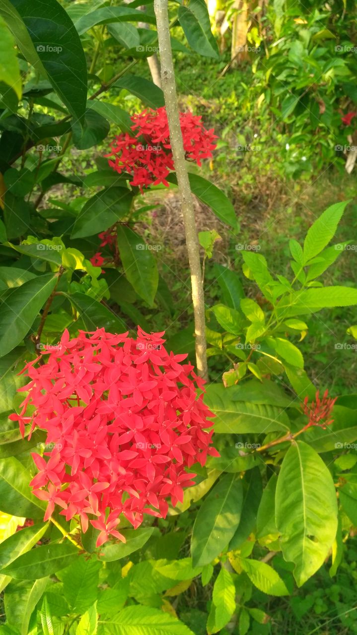 Ixora is a genus of flowering plants in the family Rubiaceae. It is the only genus in the tribe Ixoreae. It consists of tropical evergreen trees and shrubs and holds around 562 species.