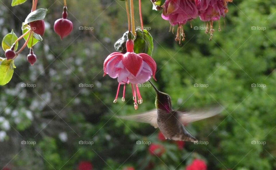  hummingbird with pink fuchsia 