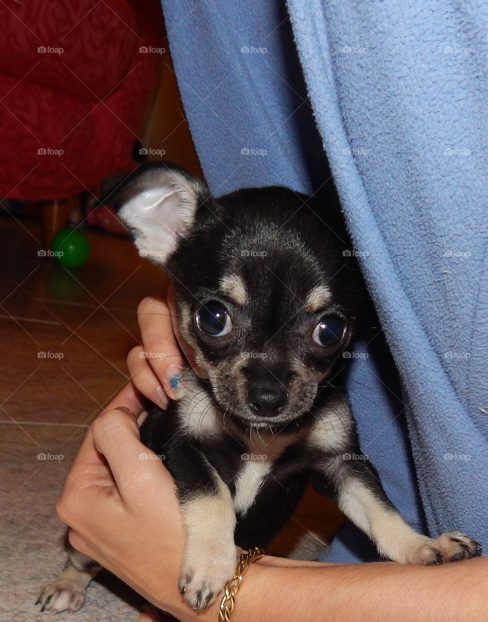 A baby chihuahua want protection