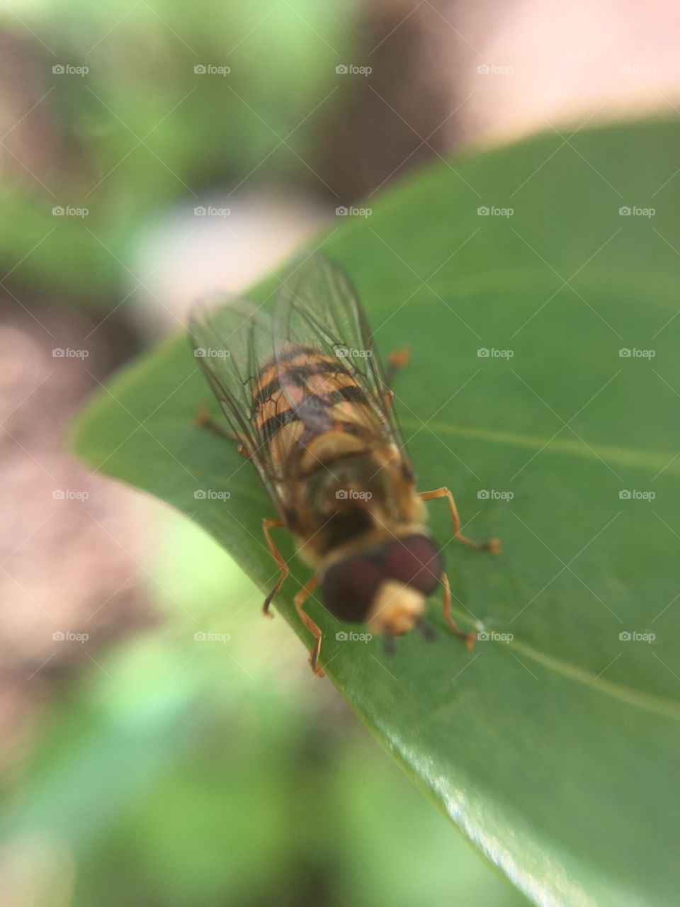 Unfocused hover fly 