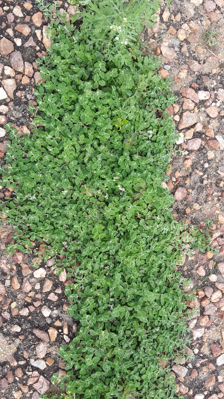 beautiful tiny leaves