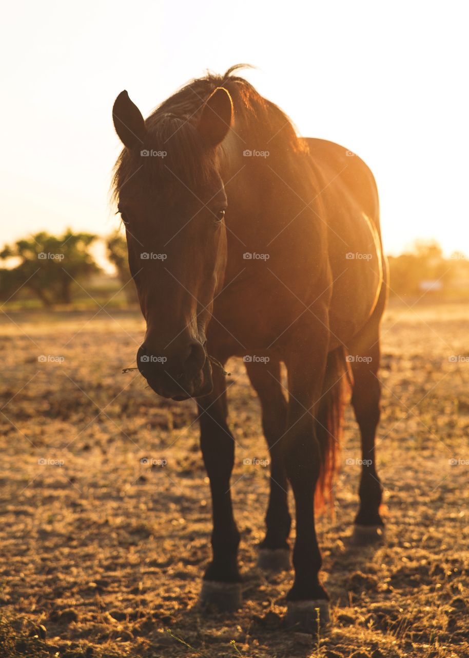 Close-up of horse in field