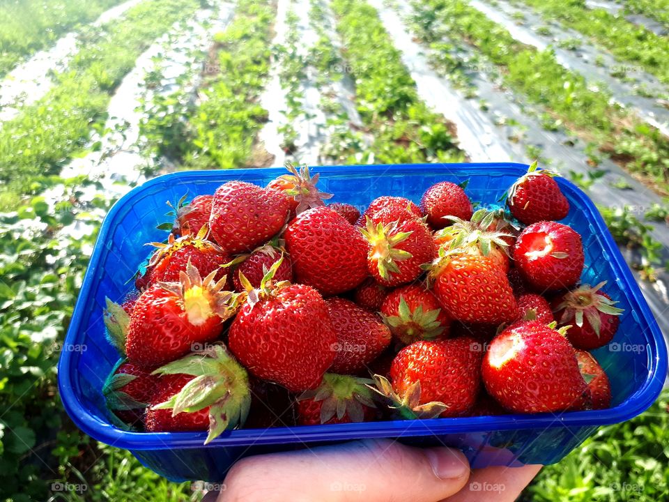 the first strawberries this year, 100% natural
