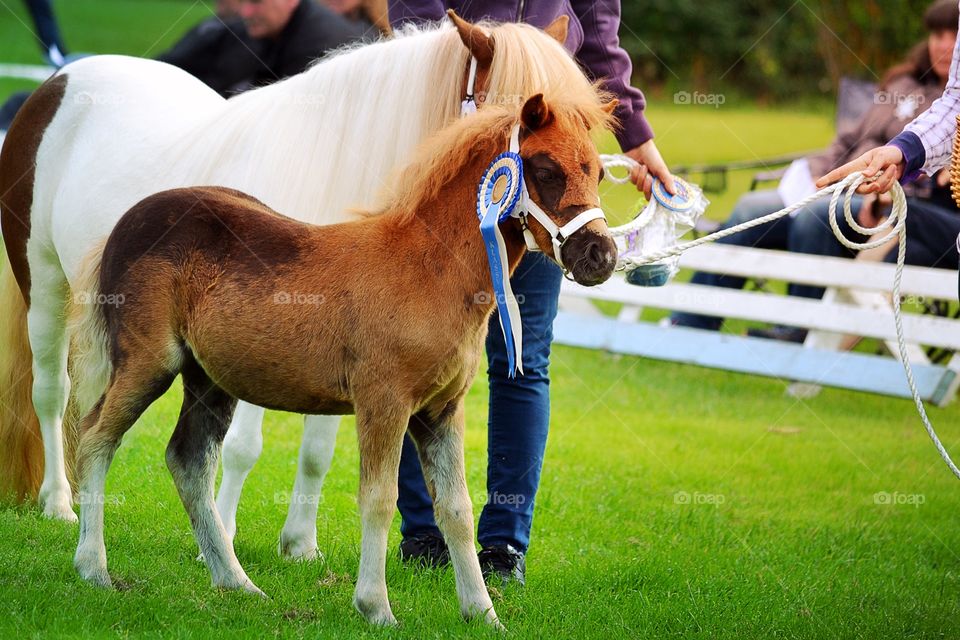 Ponies at show