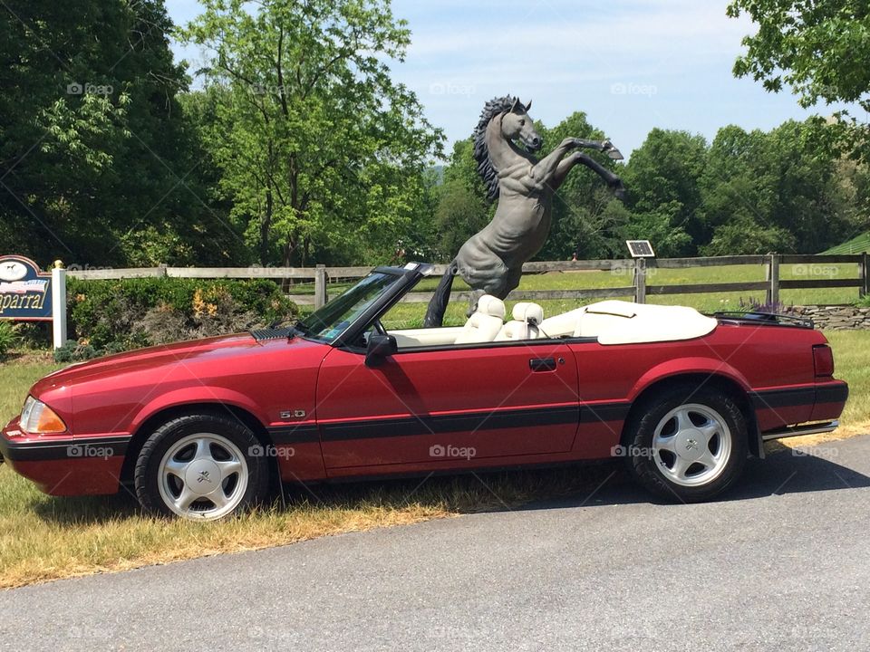 Horsey Horsey. 1991 Red Ford Mustang Fox Body Convertible 