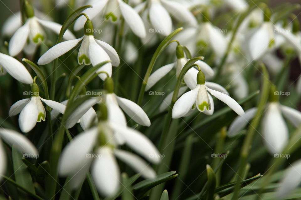 Snowdrops