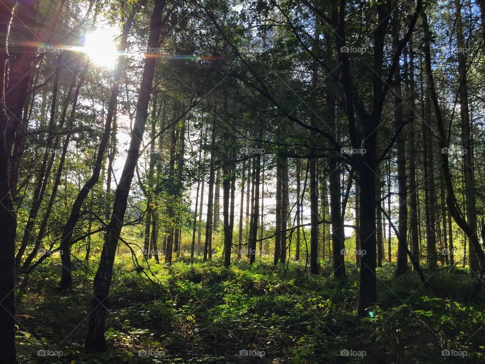 Sunlight in forest