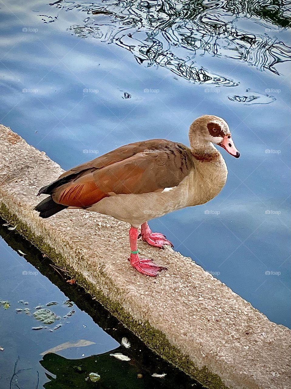 Egyptian Goose
