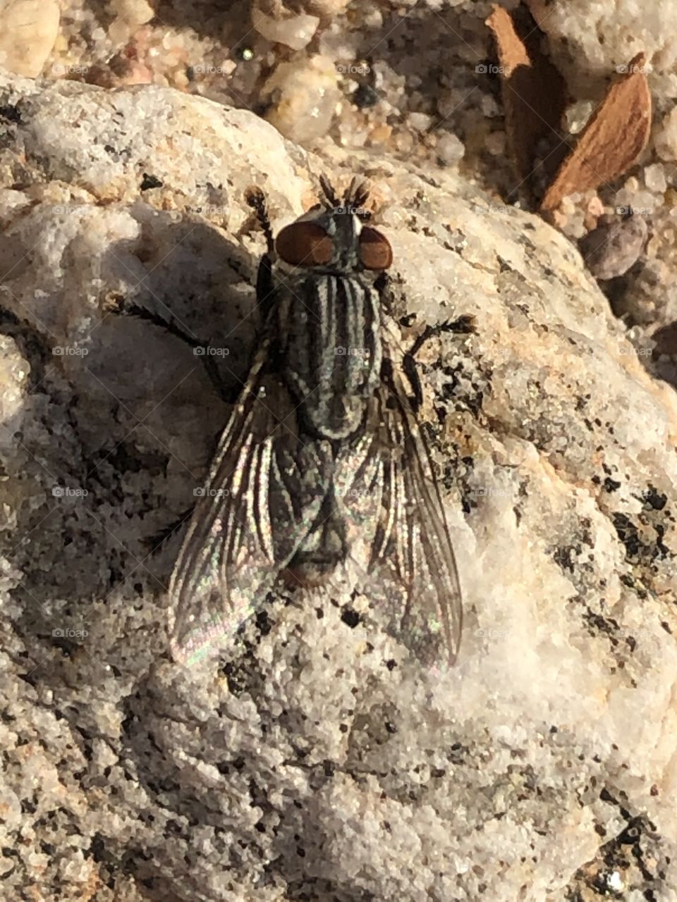 Fly on a rock in California 