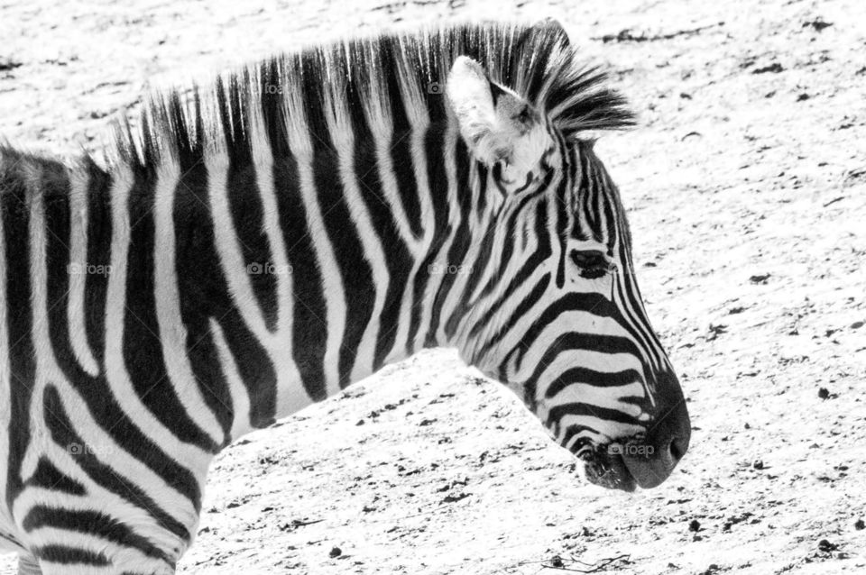Close up Zebra on the savanne 
