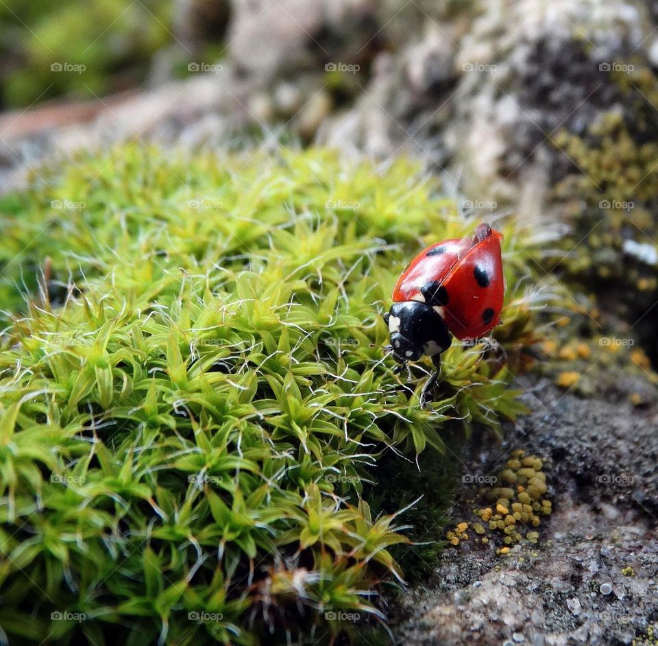 Ladybug