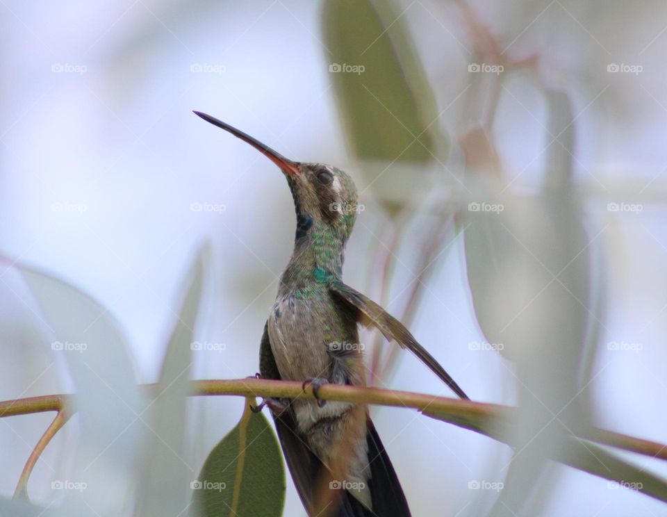 hummingbird hiding on the leaves