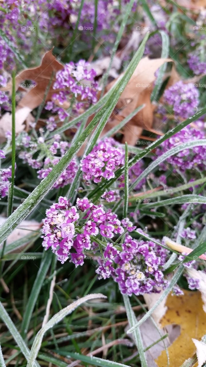 frost covers grass and alyssum flowers