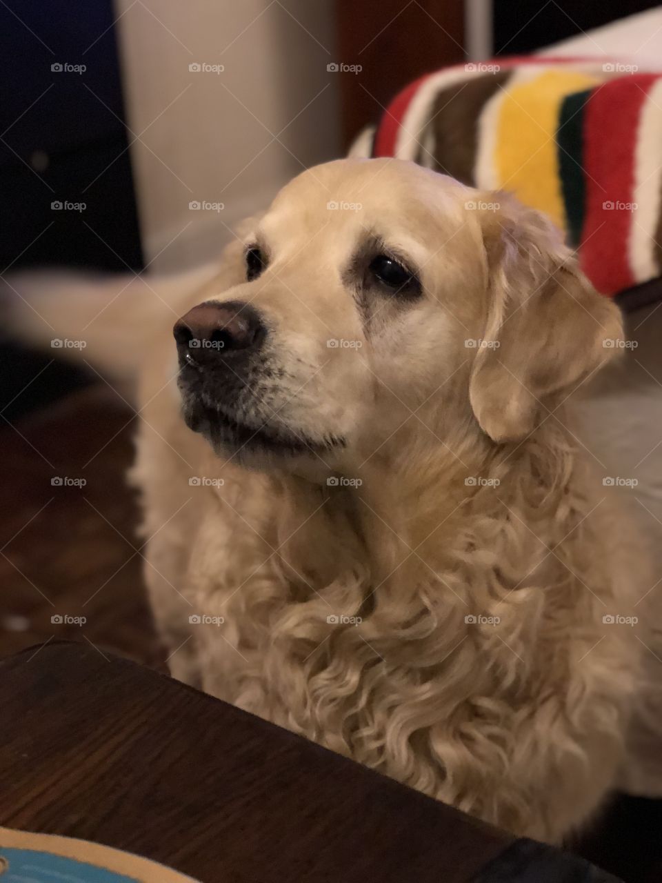 Nocas (Golden Retriever)