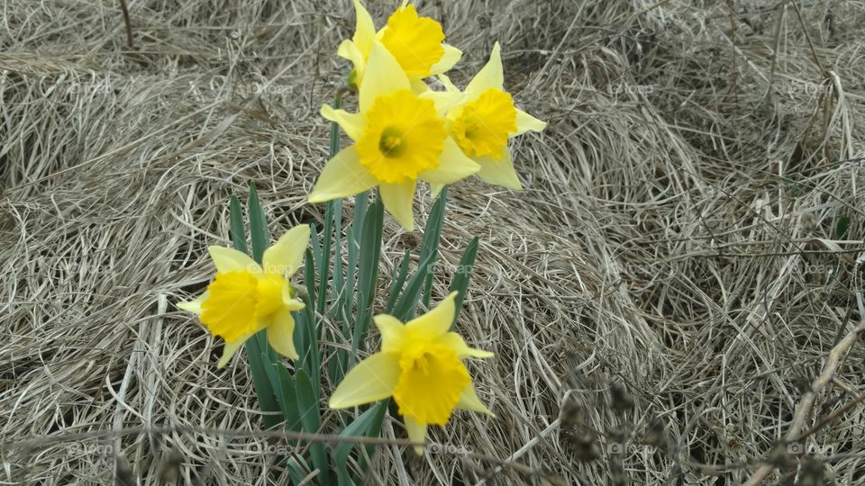 Nature, Flora, No Person, Flower, Grass