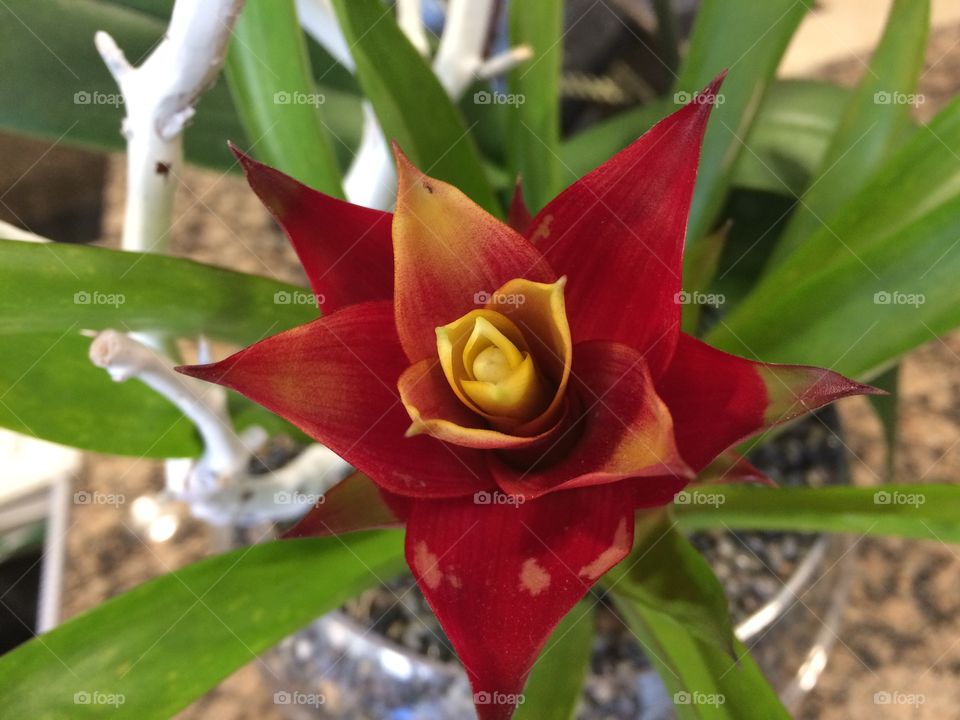 House plant flower