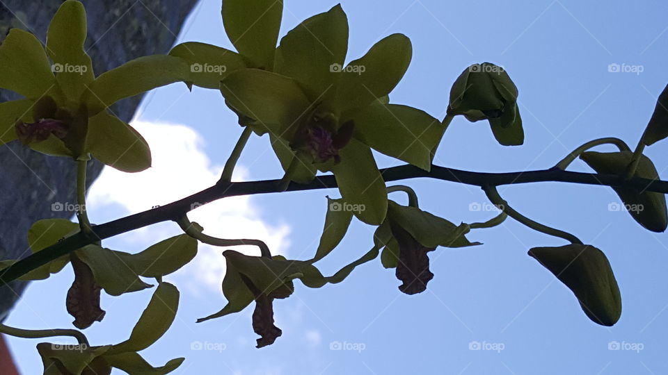 Yellow orchids