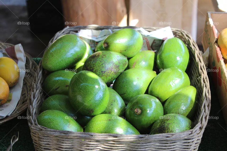 Avocado 2