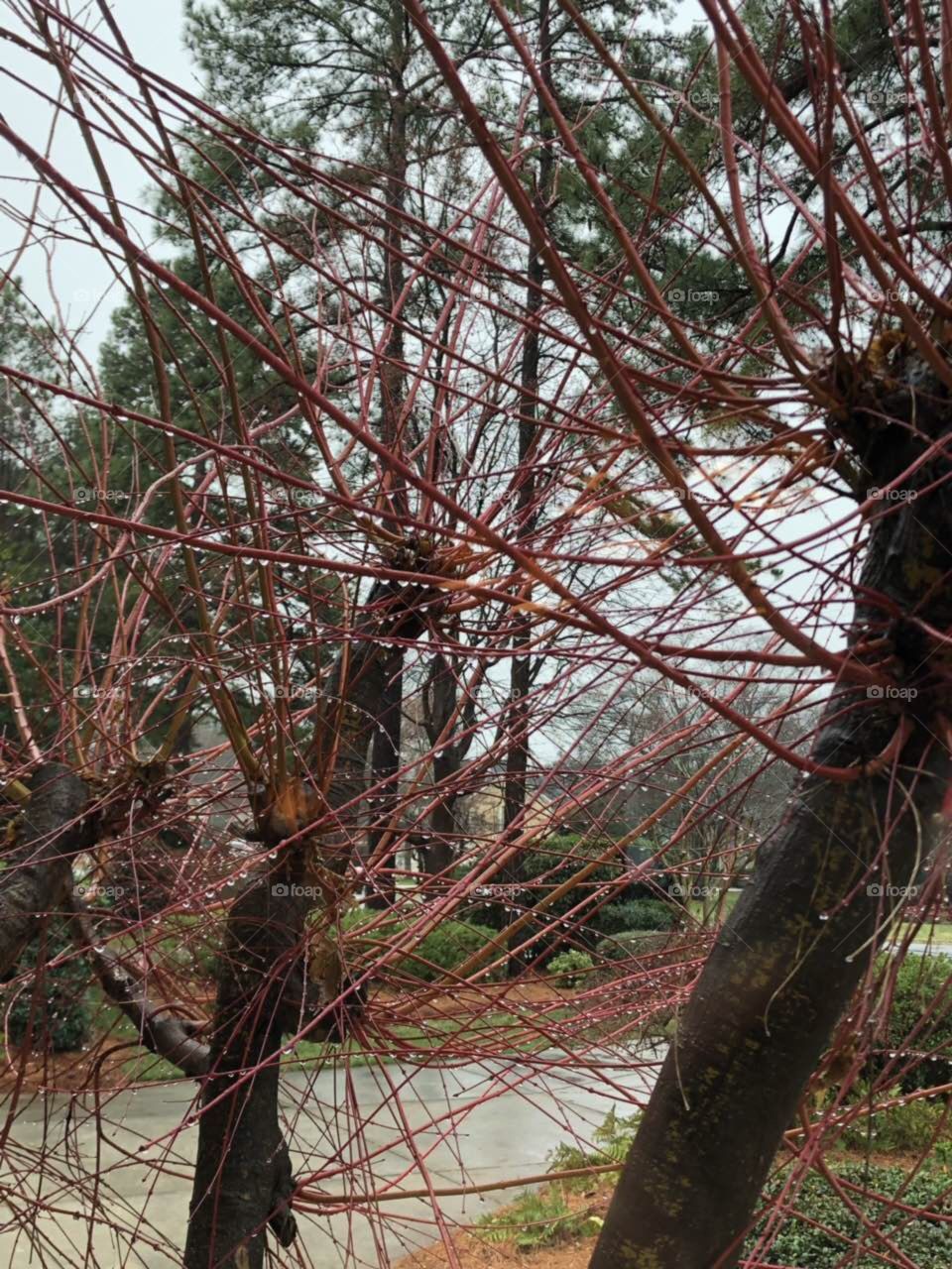 Water drop on the branch 