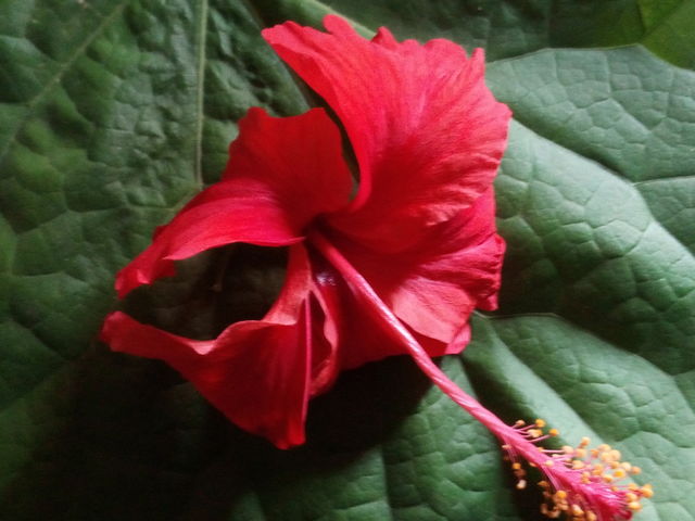 green design and red flower beauty object