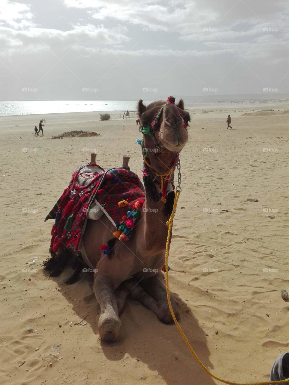 Camel Resting 😍