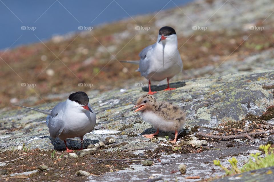 Seagulls family . Seagulls family 