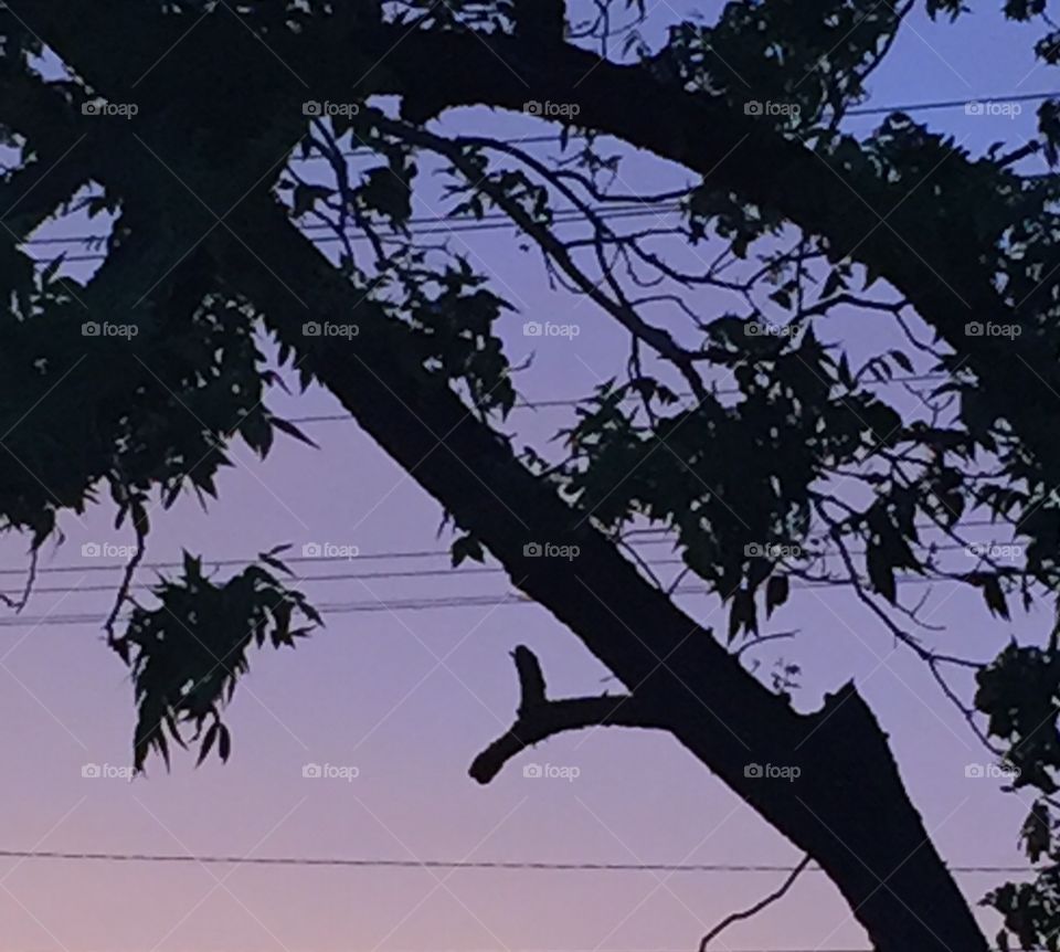 Tree tops against a lavender sunset sky.