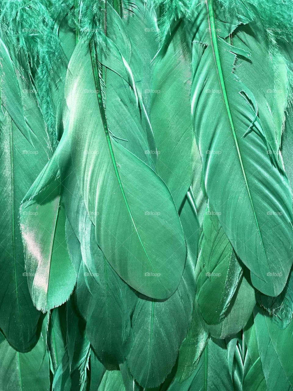 Green feathers background 