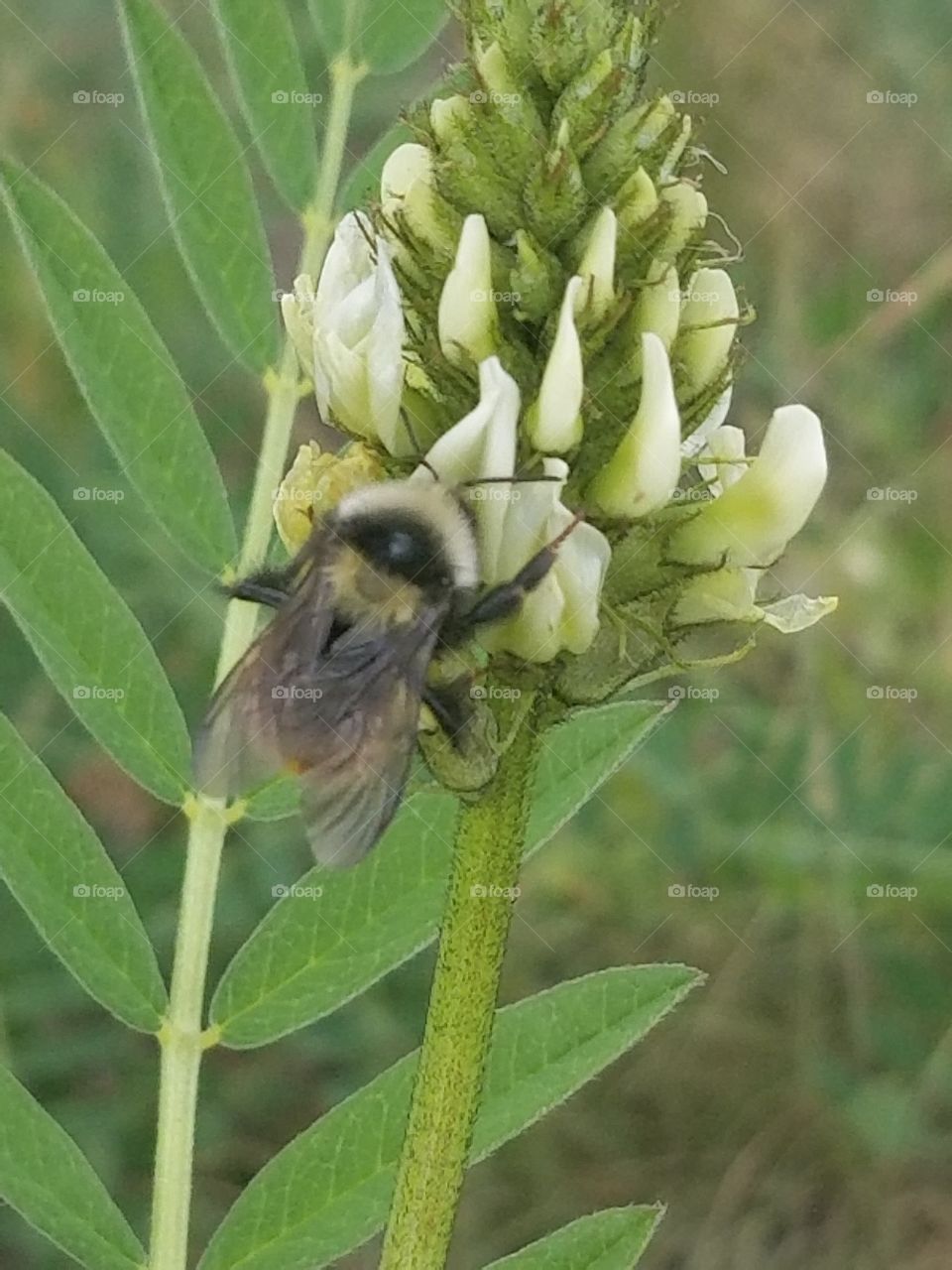 bee