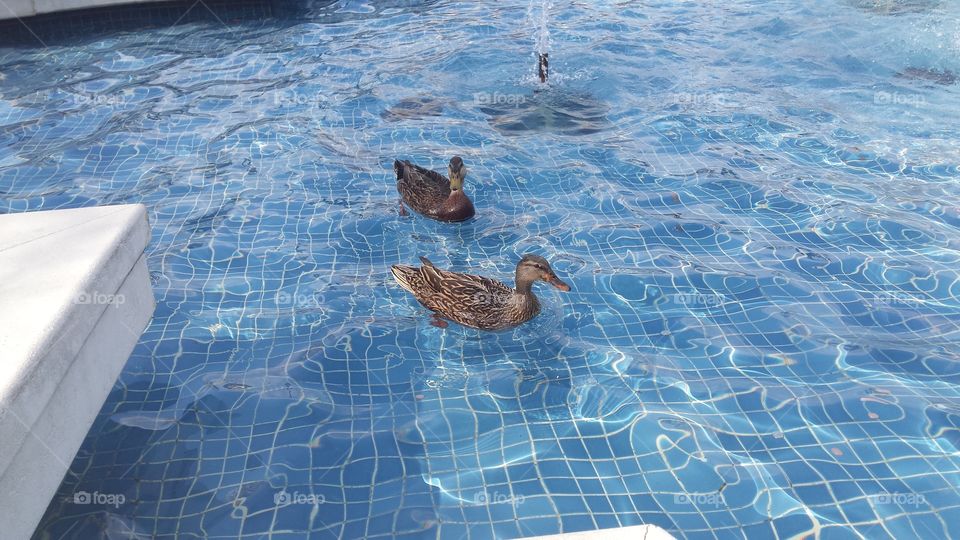 Ducks in the Fountain. these sweet quakers were floating in a fountain at Disney World