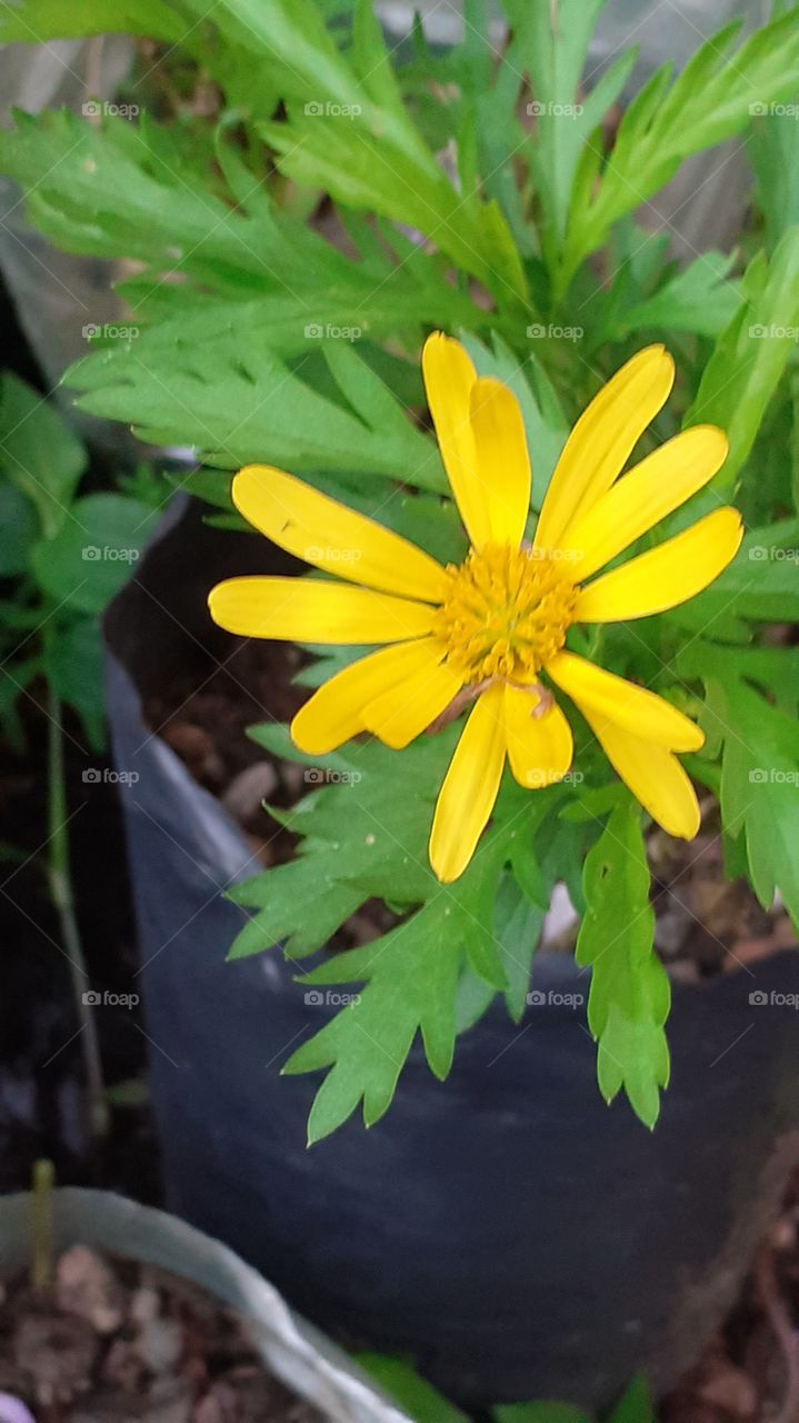 margarita de jardín