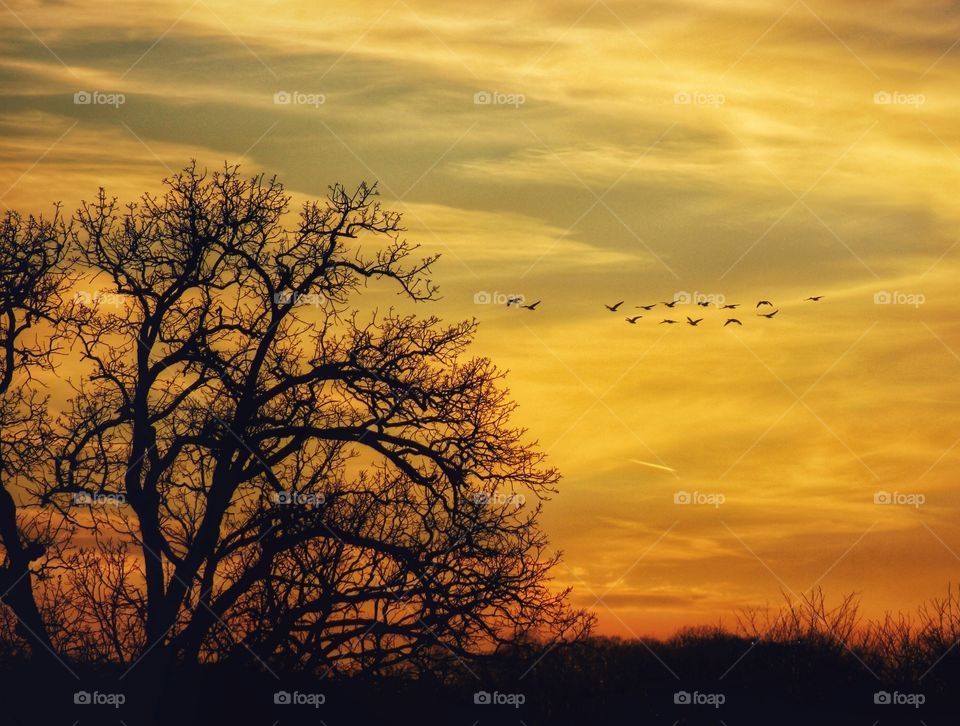 the silhouetted naked tree with sunset and flying birds as it background