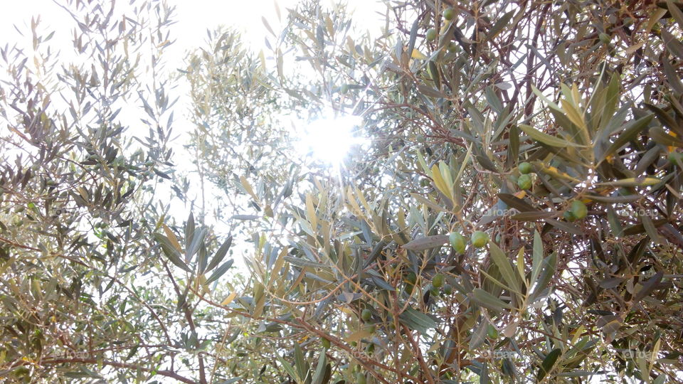 The Blessed Olive tree 🌲