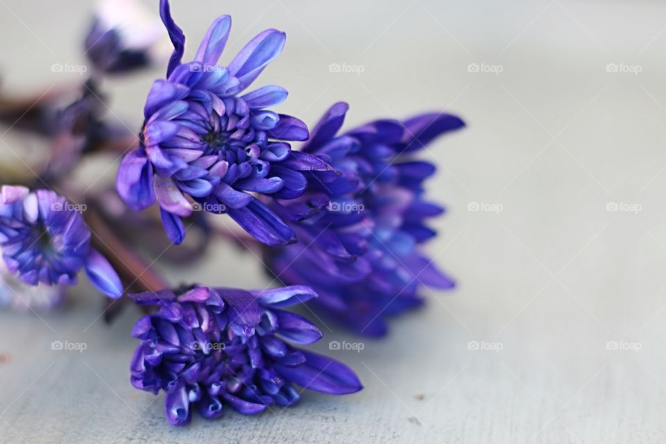 Close-up of purple flowers