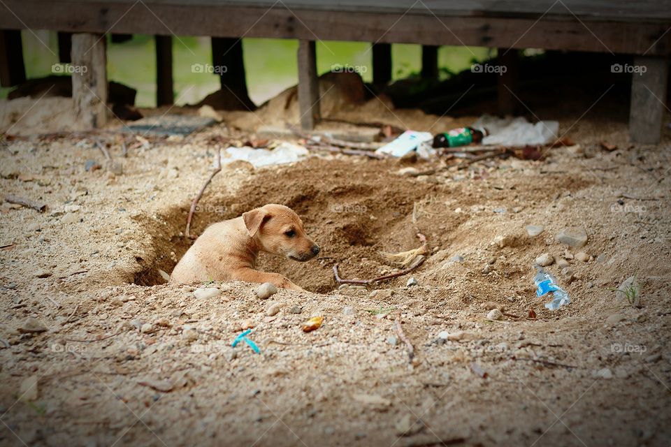 The puppy is funny in the sand.