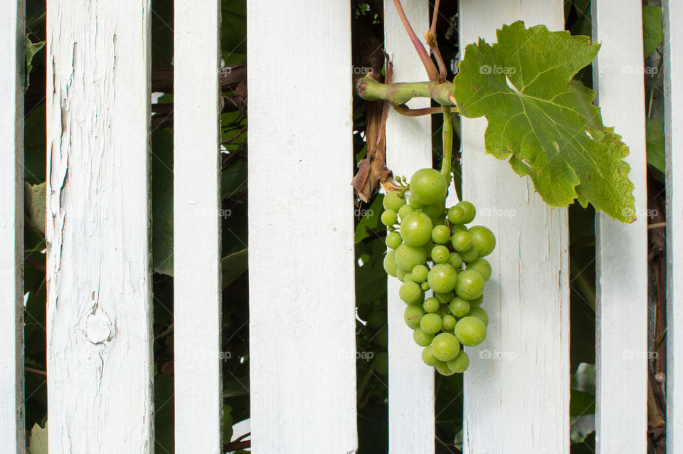 Grape between the fence