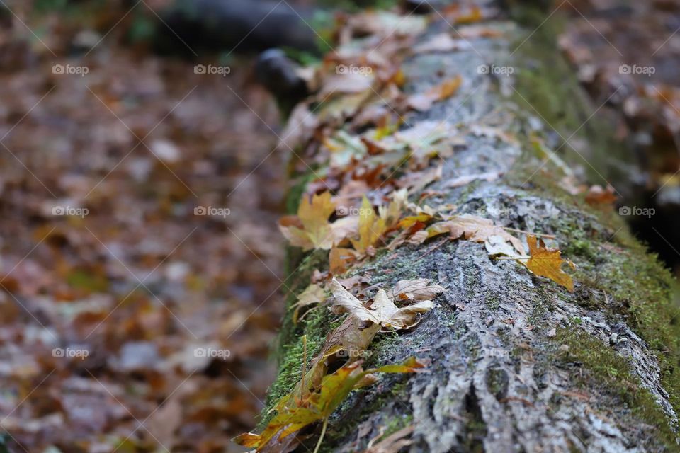 Fallen leaves on a lodge