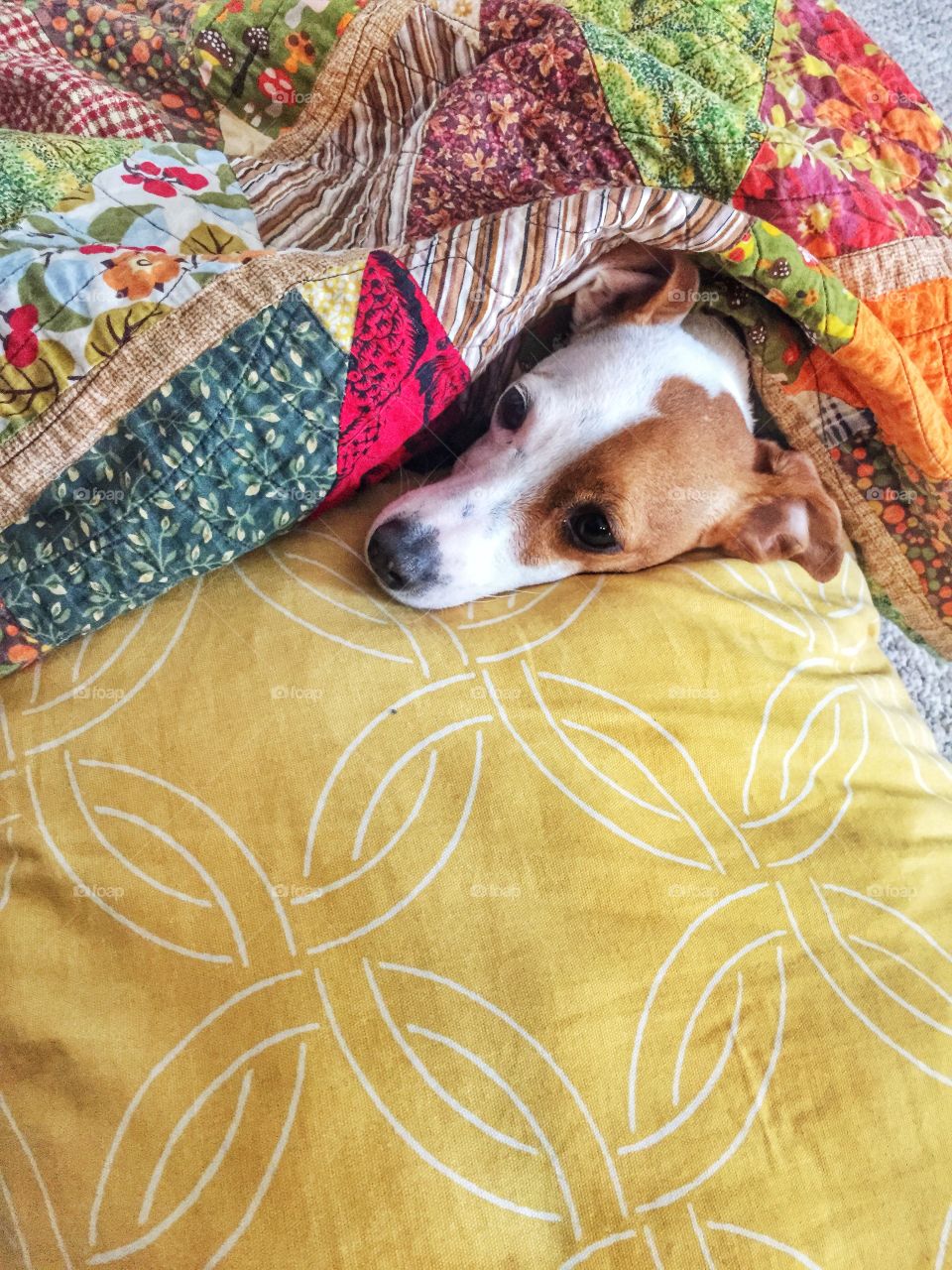 Sleeping Dog. A small dog sleeping on a yellow pillow.