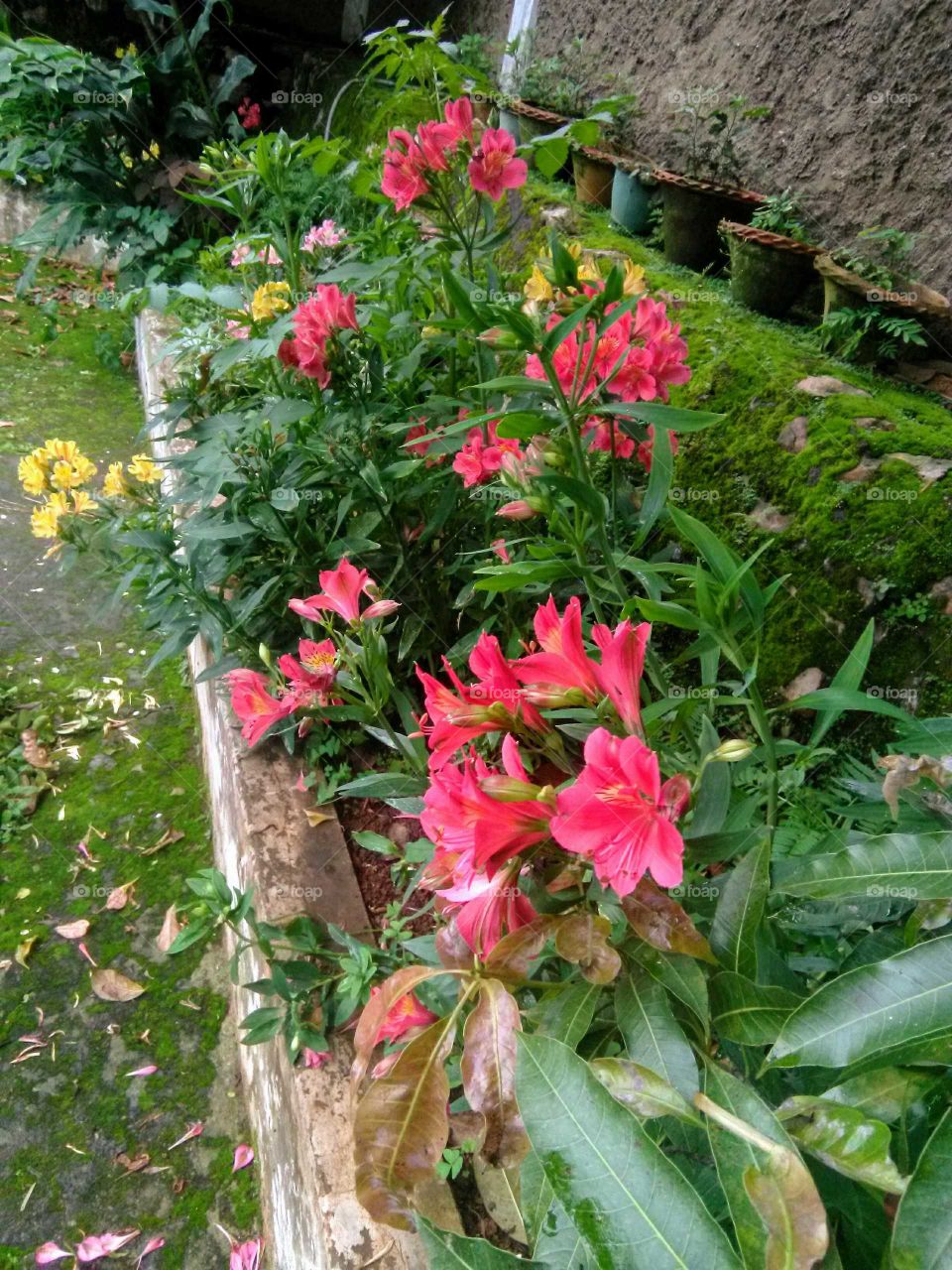 garden flowers