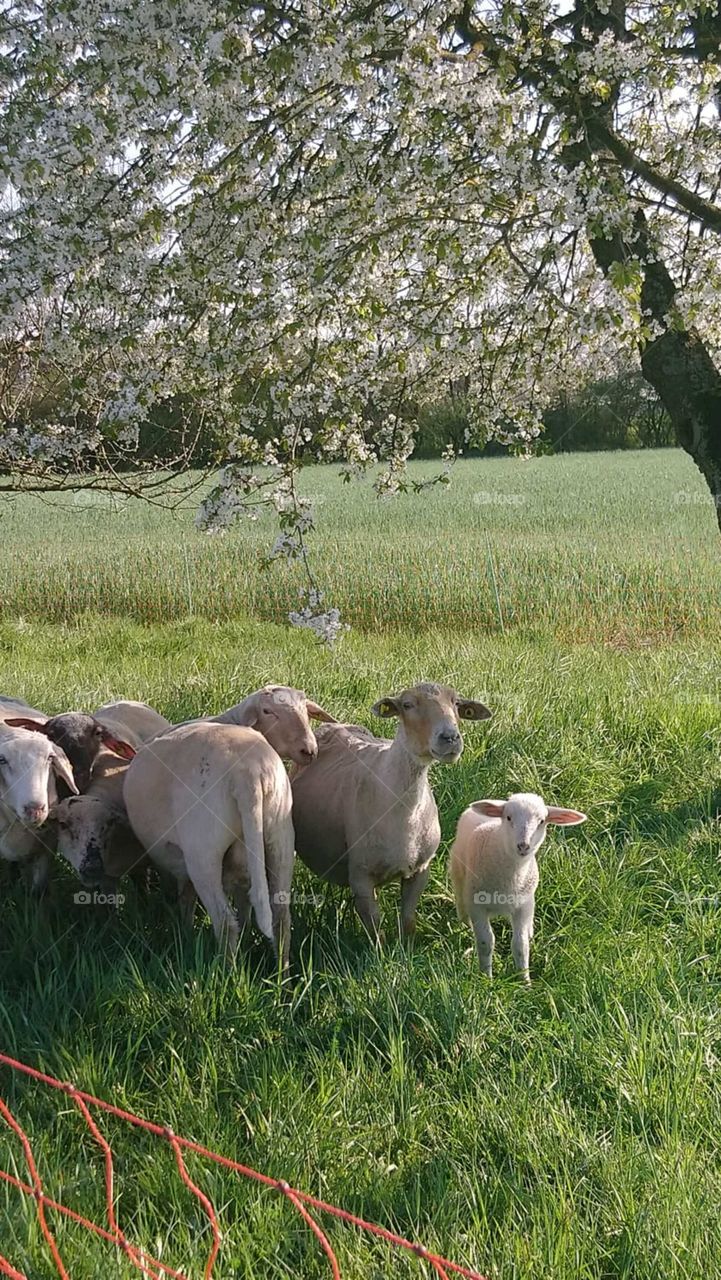 Sheep below the cheery blossom / Schafe unterm Kirschbaum