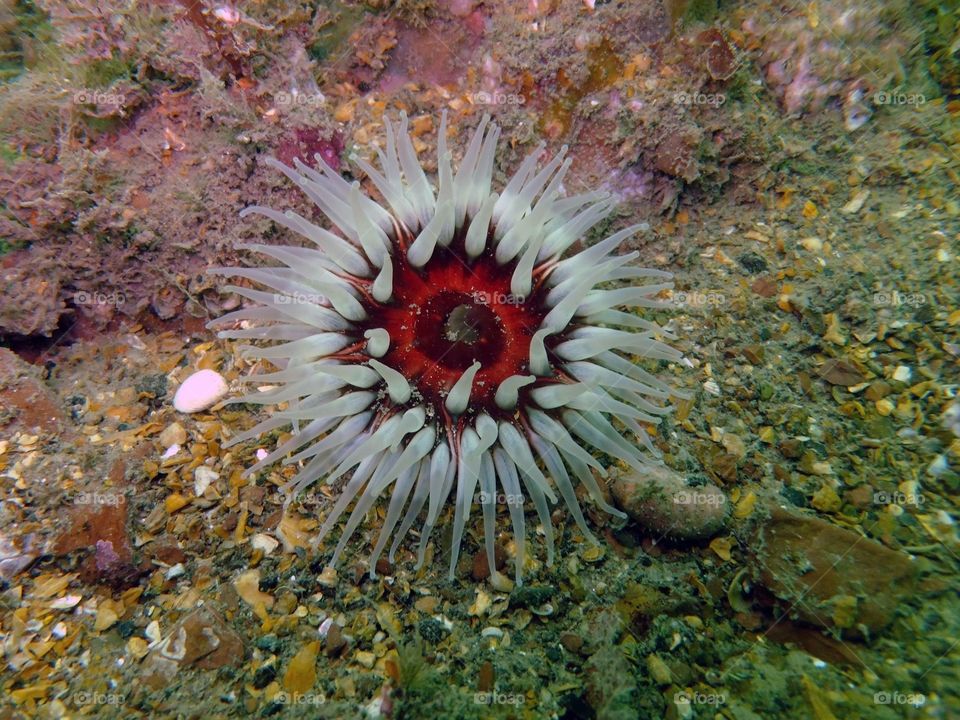 Anemone