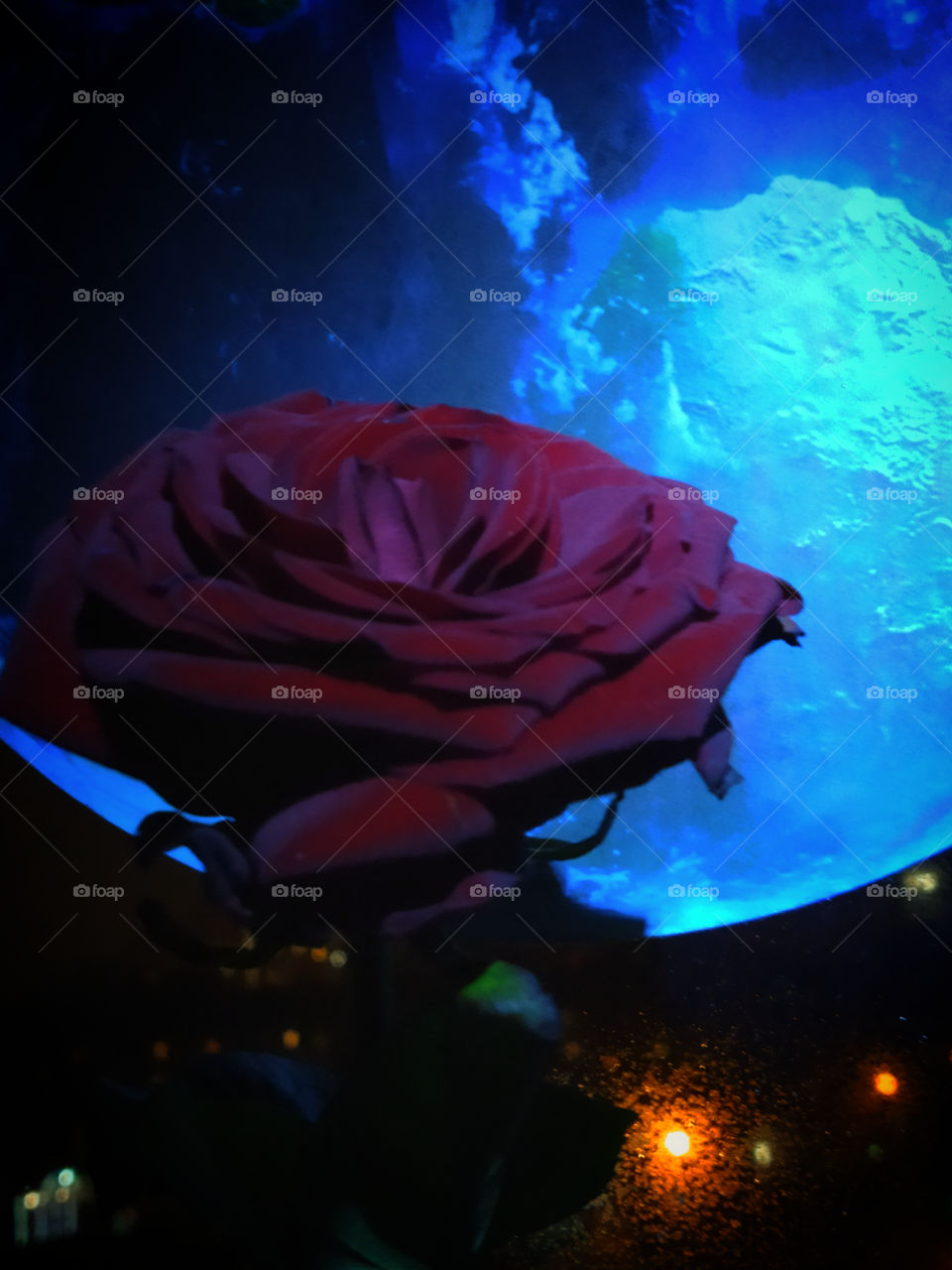 Burgundy rose against the background of a picture of the moon in the dark with street lighting