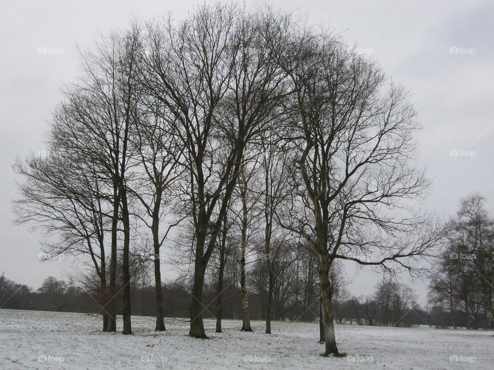 Trees In Winter