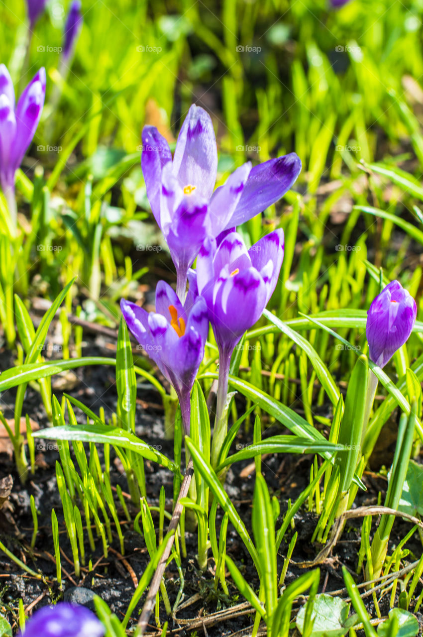 Spring flowers - crocuses