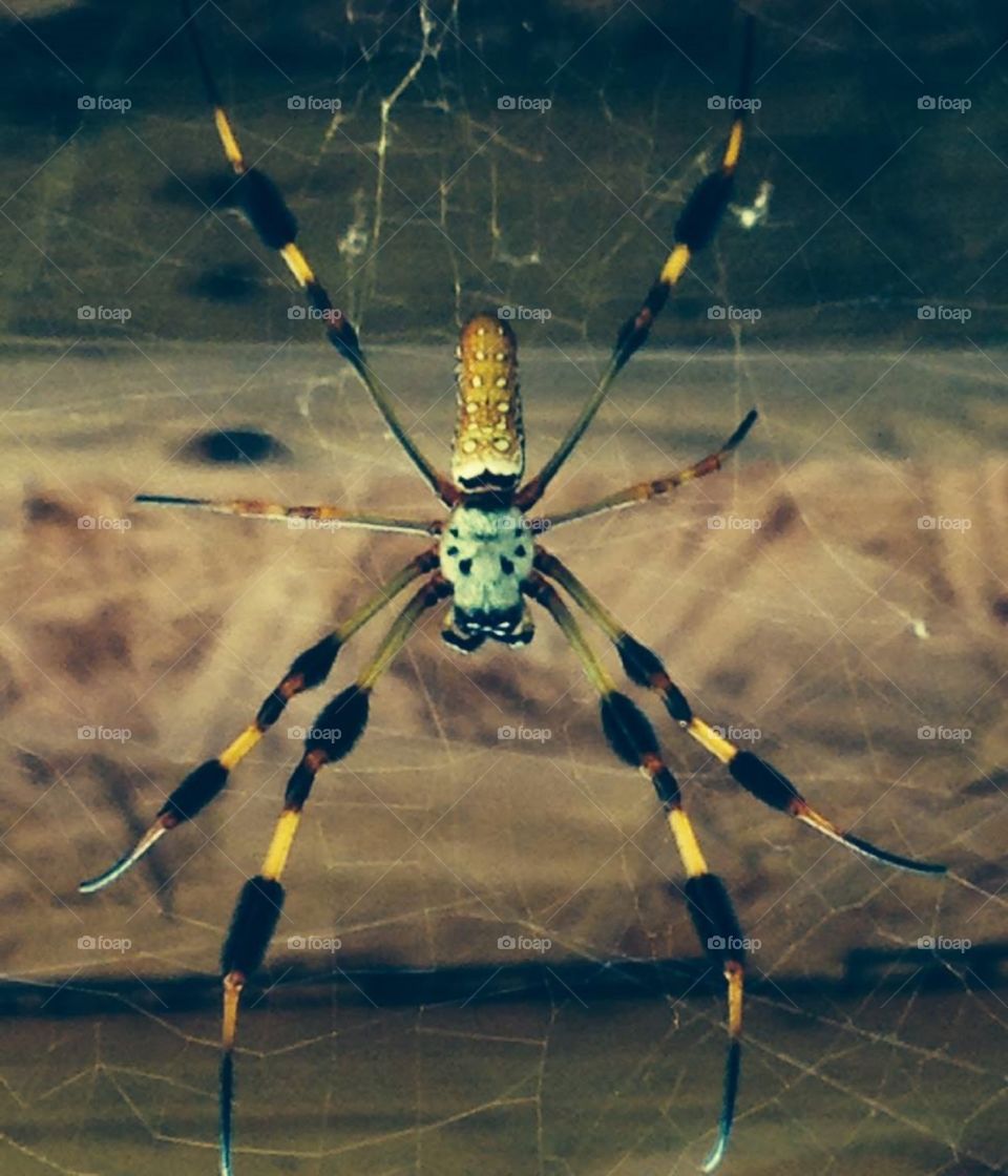Banana spider and web