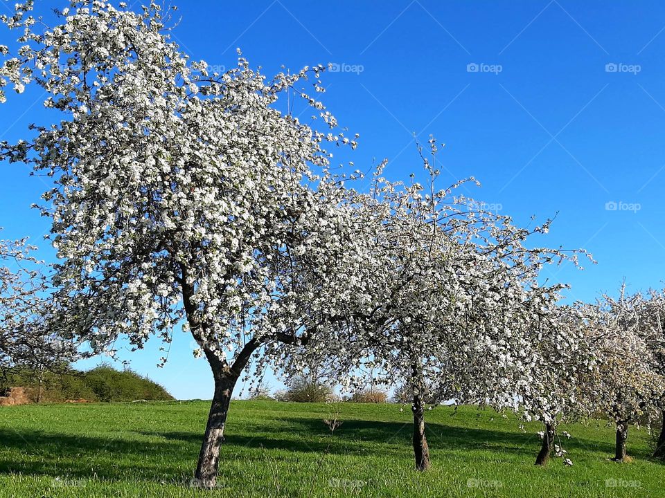 Frühling in Beuren, Süddeutschland